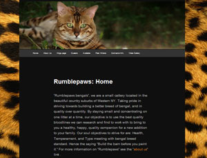 Bengal cats and Bengal Kittens by Rumblepaws Cattery